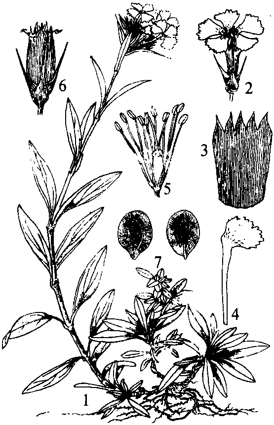 (图232)图232须苞石竹1植株;2花;3萼展开;4花瓣;5雄蕊和雌蕊;6